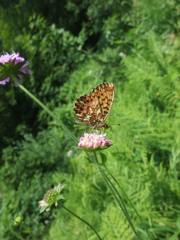 Butterfly in Allgäu